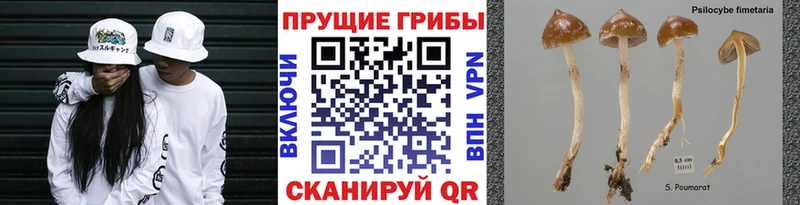 Псилоцибиновые грибы Psilocybe  Нарьян-Мар 